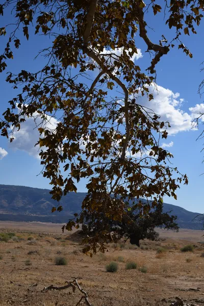 DSC_2293 (Large).JPG